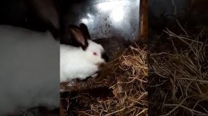 Как делают гнездо крольчиха