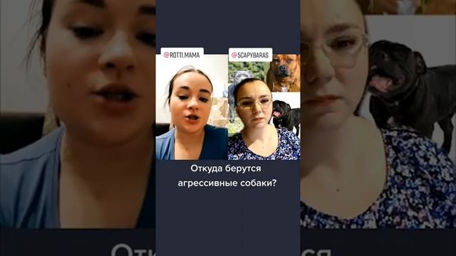 Почему собака кусает хозяина?