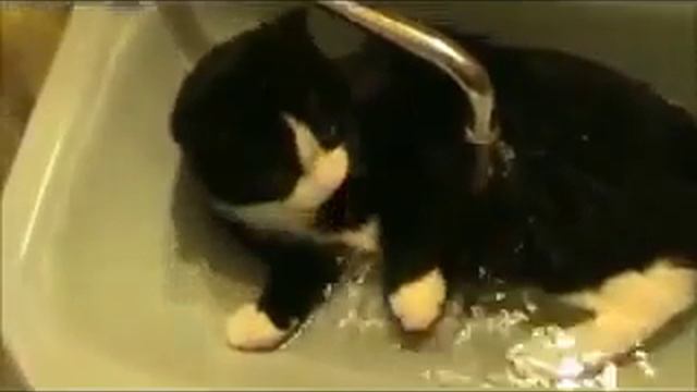 Смешные видео про животных! Смотреть всем! смотреть онлайн