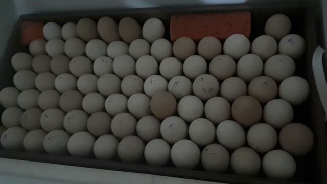 #ИНКУБАЦИЯ ЯЙЦА МЕХЕЛЕНСКОЙ КУКУШКИ#