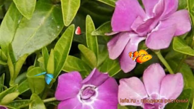 Барвинок малый Мультиплекс (vinca minor la grave) ? обзор: как сажать, саженцы барвинка Мультиплекс