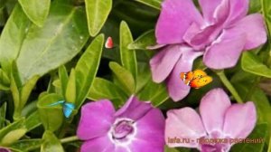 Барвинок малый Мультиплекс (vinca minor la grave) ? обзор: как сажать, саженцы барвинка Мультиплекс