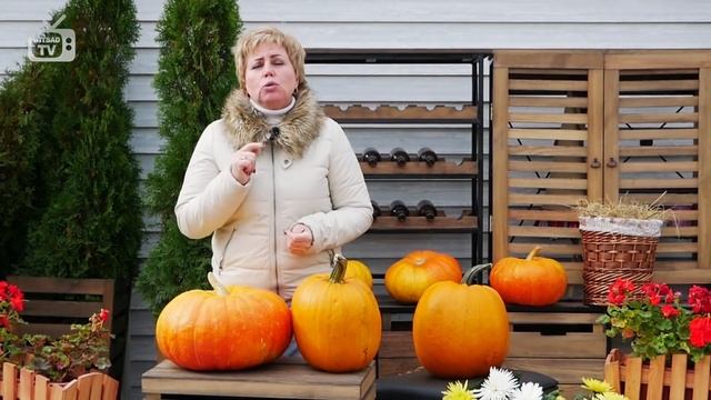 Тыква ? Сбор урожая и хранение ? Видео обзор hitsadTV смотреть онлайн