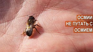 Что за зверь Осмия руфа (Osmia rufa)? Опыление садов и ягодников. Разведение Осмий. Глазчатые пятна