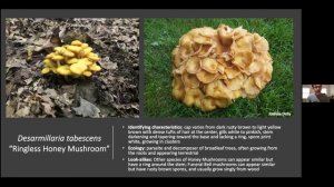 Foraging for Fungi in Your Backyard