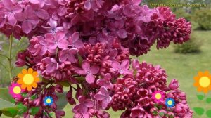 Сирень обыкновенная Конго. Краткий обзор, описание характеристик syringa vulgaris Congo