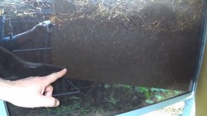 Вермиферма в Аптекарском огороде. Вермиреактор с прозрачными стенками.