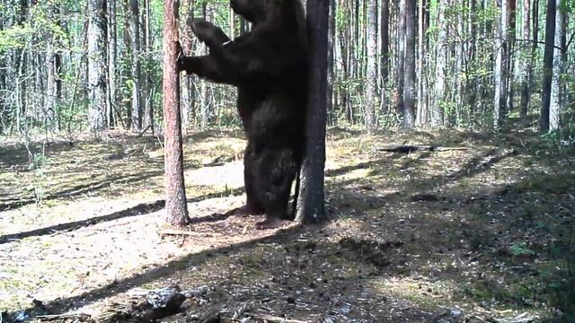 САМЫЙ БОЛЬШОЙ МЕДВЕДЬ В МИРЕ ПОПАЛ НА КАМЕРУ!!! СЕНСАЦИЯ!!! 2021 смотреть онлайн