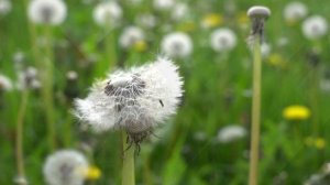 Песня под гитару "Ветер". Испоняет автор Сергей Яременко