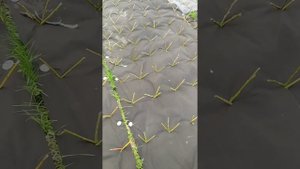 На сколько заглублять черенок ивы в землю при посадке. #ива #лоза #посадкачеренка #плантации