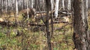 западно сибирская лайка, работает по лосю