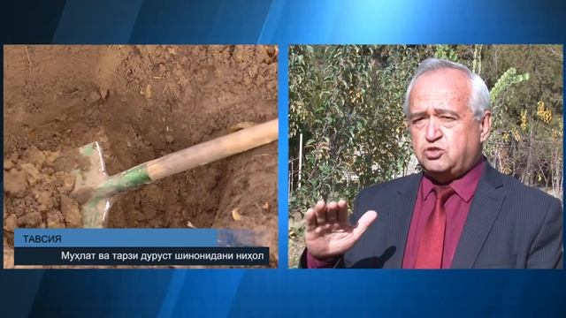 ТАВСИЯ  МУХЛАТВА ТАРЗИ ДУРУСТ ШИНОНИДАНИ НИХОЛ РЕКОМЕНДАЦИЯ. СРОКИ И ПРАВИЛЬНАЯ ПОСАДКА РАСТЕНИЙ.