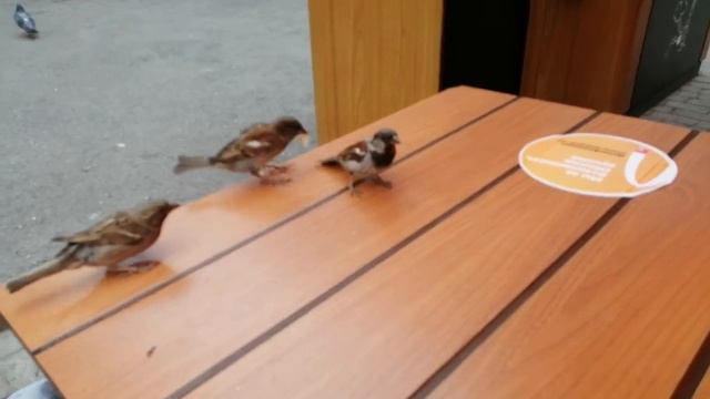 Забавные воробьи выпрашивают еду смотреть онлайн