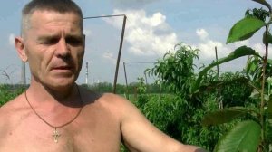 22 - Монилиоз плодовых деревьев (Монилиальный ожёг)