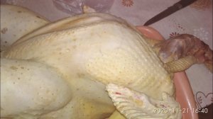 Как разделать индюка