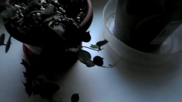 58орхидея желтая дала цветонос смотреть онлайн