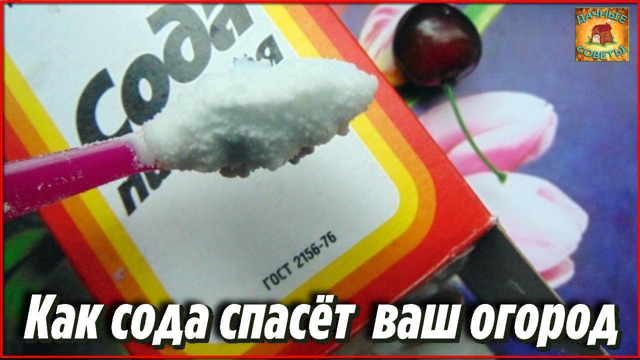 Подкормка пищевой содой. Пищевая сода в огороде. Пищевая сода для сада и огорода 22 способа применения на участке. Применение соды в огороде. Сода для подкормки.