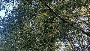 2 октября праздник Трофимов день. Народные приметы и запреты.