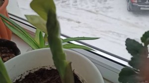 Сладенький замиокулькас?почему у замиокулькаса сахаринки на листьях.??