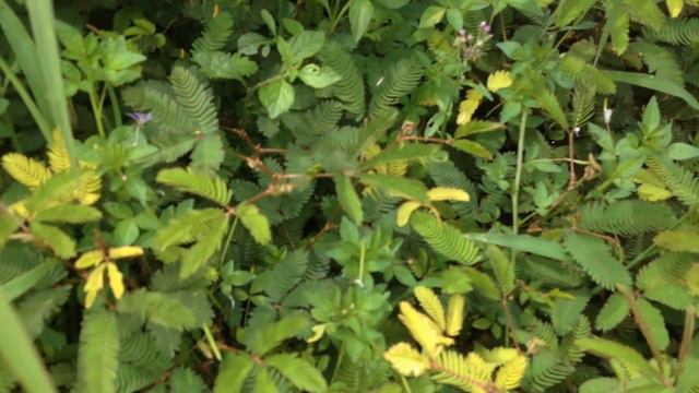 Тропическое растение мимоза смотреть онлайн