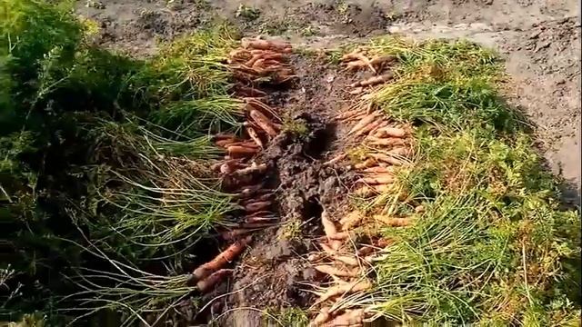 Урожай Моркови "КАРОТЕЛЬ". Уборка  на Зиму.  3 октября 2020г.