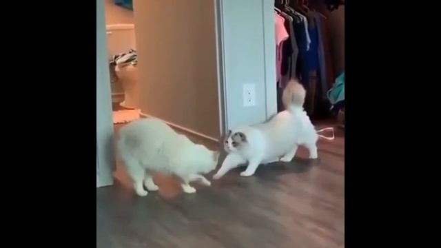 кошачья мазурка смотреть онлайн