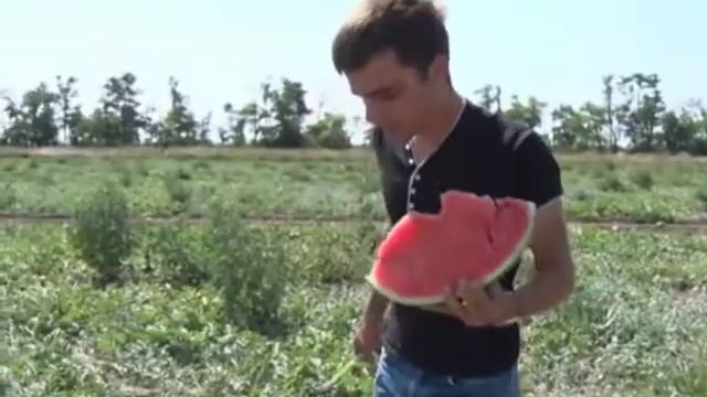 Топ Мара F1 - высокоурожайный арбуз смотреть онлайн