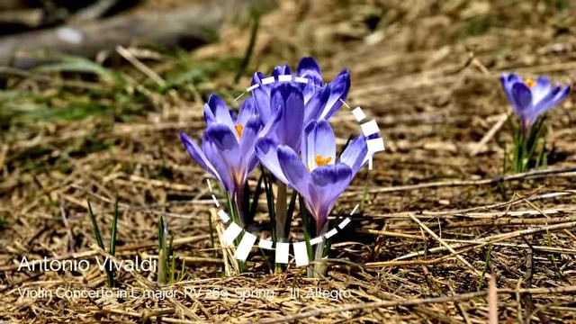 ♫ Antonio Vivaldi - 'Four Seasons' Violin Concerto in E major, RV 269 'Spring' No 3 Allegro ♫ смотреть онлайн