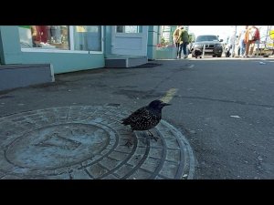 забавная птичка