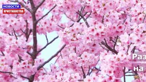 НХ: В Смоленской области запретили склонять к абортам кроме как по медицинским показаниям Об этом со