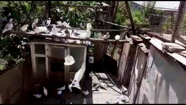 Армянские Голуби Hamo Arzumanyanа . Село Айгеовит / Армянские бойные Голуби