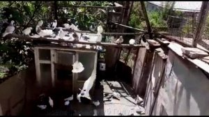 Армянские Голуби Hamo Arzumanyanа . Село Айгеовит / Армянские бойные Голуби