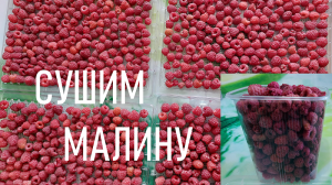 Сушим малину на зиму