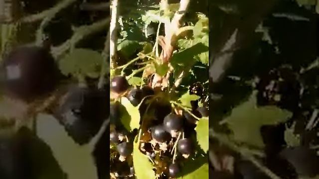 5 ЛИТРОВ СМОРОДИНЫ С КУСТА!