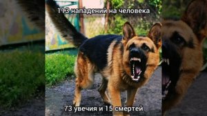 ТОП 5 самых опасных пород собак!!!Статистика нападений.#shorts