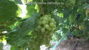 Сорта винограда 2018. Валек - урожайный неприхотливый сверхранний мускат