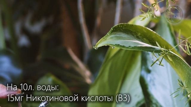 1 Капля Реанимирует Любой Цветок и Запустит Пышное Цветение!