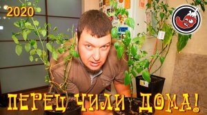 Старая гвардия: перцы чили зимуют неплохо, но не без потерь...