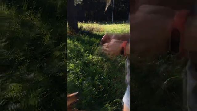 Такса ест тёмный шоколад для собак CHOCO DOG смотреть онлайн