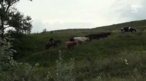 В ауле Кумыш коровы облюбовали под пастбище местную свалку