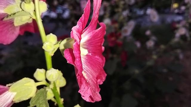 Утренние цветы смотреть онлайн