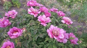 Сажать пион на солнце или в тени????