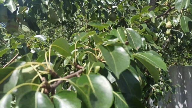 Результат лечения от ржавчины груши смотреть онлайн