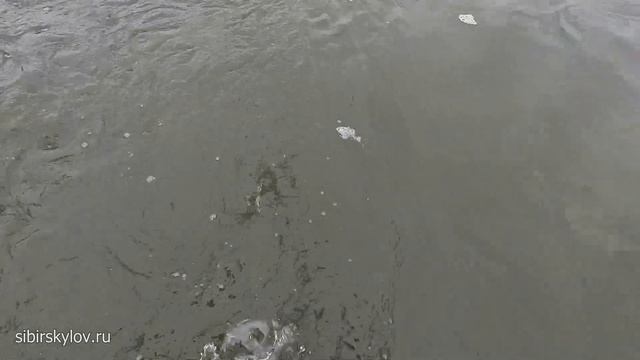 Как влияет Перо Петуха на Поклевку Хариуса? Тестирование Мушек. Одна муха с Пером другая с Имитацие смотреть онлайн