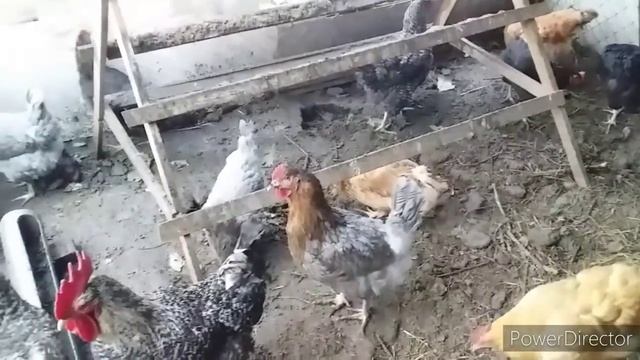 Важная Осенняя Добавка для Кур Несушек!//Яйценоскость Кур Несушек//Капуста для Кур Несушек Зачем? смотреть онлайн