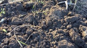 Внесите 1 Раз Осенью и земля станет как новая! Вылечит полностью всю землю в Теплице!