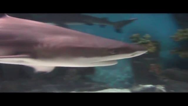 Экзотариум (Московский зоопарк) смотреть онлайн