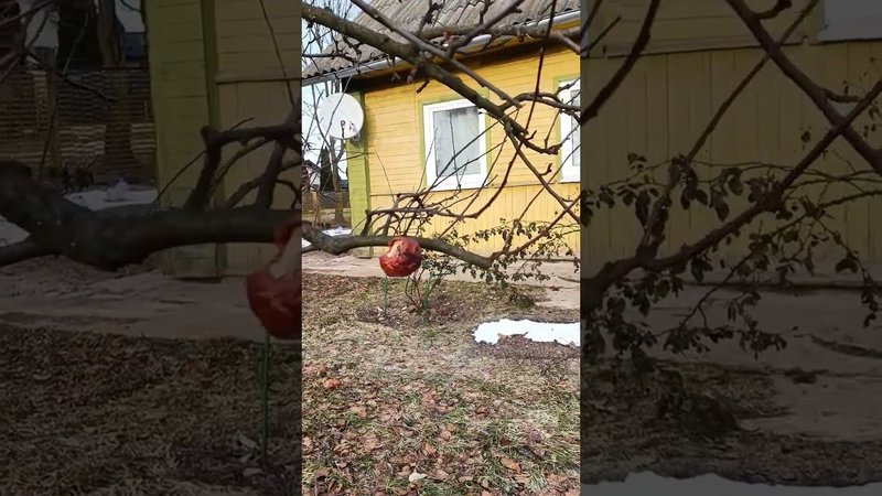 Висели  в 23, висят ещё до сих пор и в 24 году, но уже гнилые... Сад. Дачные будни.
