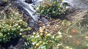 Томат Монгольский Карлик 2020год выращивать или нет? Конечно дааа!!