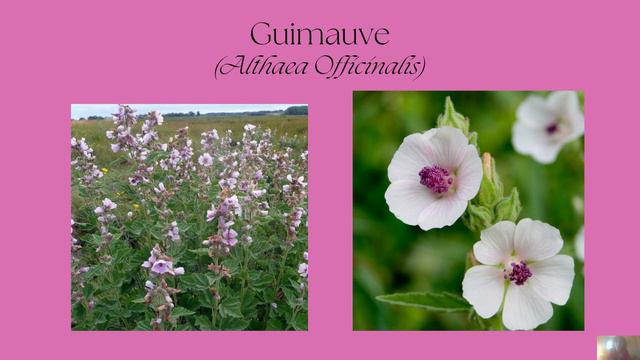 Les plantes contre l'asthme 1/2 смотреть онлайн